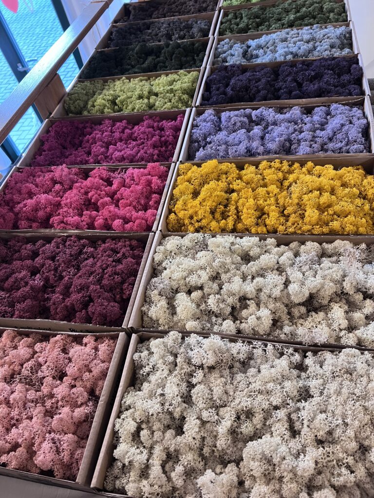 Islandmoos und Trockenblumen in vielen Farben zur Auswahl